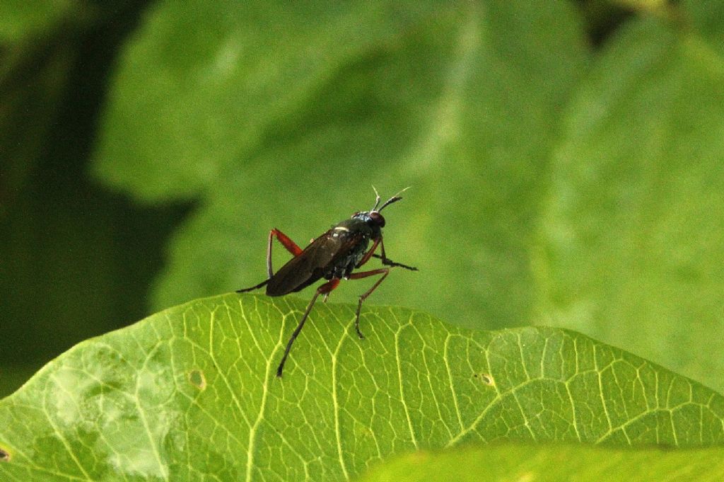 Dittero Empipidae?